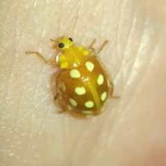 Halyzia sedecimguttata