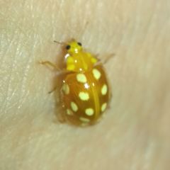 Halyzia sedecimguttata