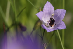 Chelostoma rapunculi