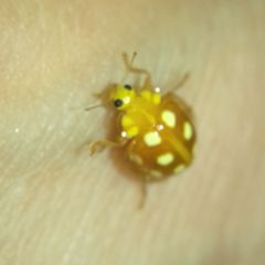 Halyzia sedecimguttata
