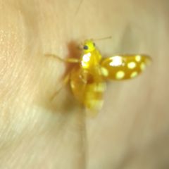 Halyzia sedecimguttata