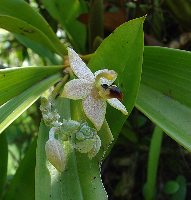 Callostylis