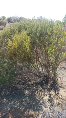 Ornithostaphylos oppositifolia