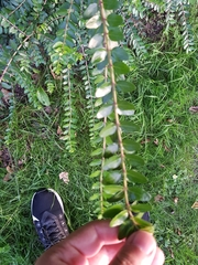 Magnoliopsida
