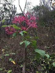 Vasconcellea parviflora