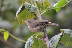 Troglodytes aedon