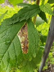 Calycomyza flavinotum