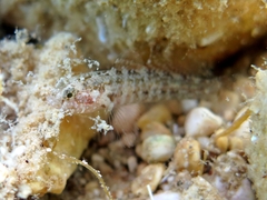 Millerigobius macrocephalus