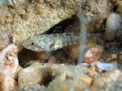 Millerigobius macrocephalus