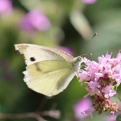 Pieris mannii