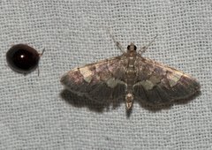 Syngamia falsidicalis
