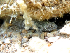 Millerigobius macrocephalus