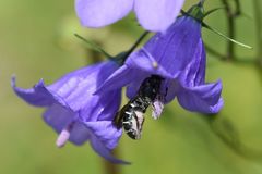 Chelostoma rapunculi