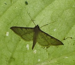 Blepharomastix lacertalis