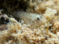 Millerigobius macrocephalus