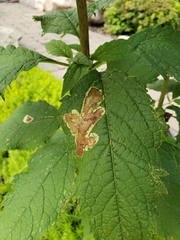 Calycomyza flavinotum