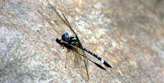 Macrothemis pseudimitans