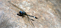 Macrothemis pseudimitans