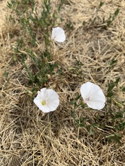 Calystegia malacophylla