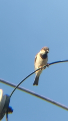 Passer domesticus