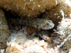 Millerigobius macrocephalus