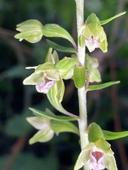 Epipactis dunensis
