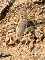 Chihuahuanus russelli
