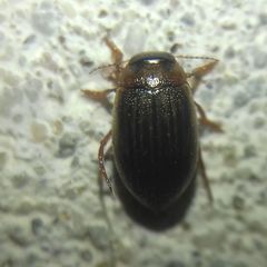 Hygrotini