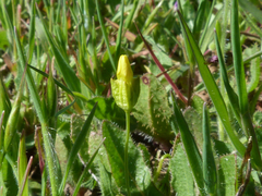 Cicendia quadrangularis