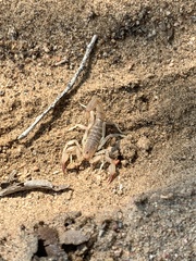 Chihuahuanus russelli