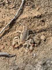 Chihuahuanus russelli