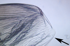 Picripleuroxus striatus