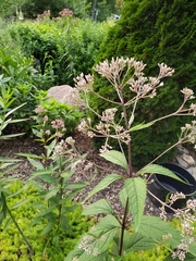 Calycomyza flavinotum