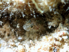 Millerigobius macrocephalus