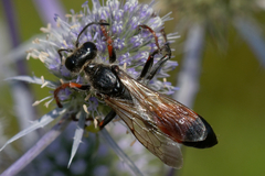 Sphex funerarius