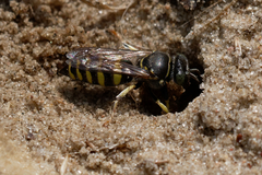 Bembecinus