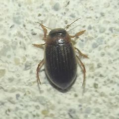 Hygrotini