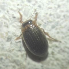 Hygrotini