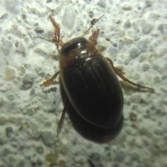 Hygrotini