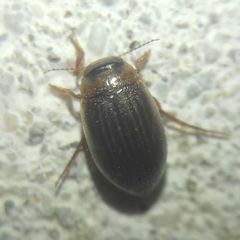 Hygrotini
