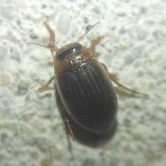 Hygrotini