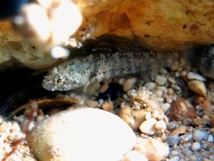 Millerigobius macrocephalus