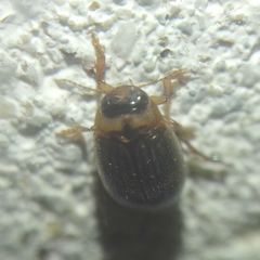 Hygrotini