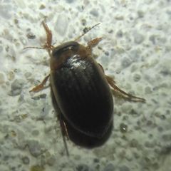 Hygrotini