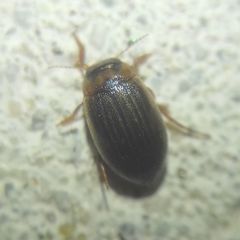 Hygrotini