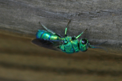 Chrysis smaragdula