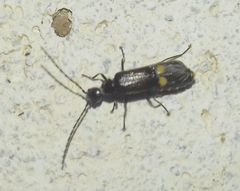 Malthodes