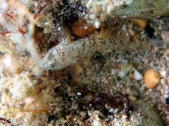 Millerigobius macrocephalus