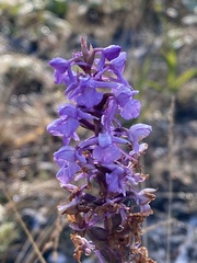 Gymnadenia densiflora