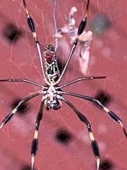 Trichonephila clavipes